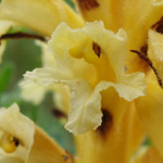 Orobanche lutea f. pallens - Gelbe Sommerwurz