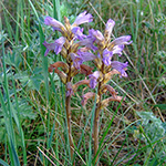 Orobanche purpurea - Violette Sommerwurz