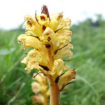 Orobanche reticulata - Distel-Sommerwurz
