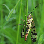 Panorpa vulgaris - Gemeine Skorpionsfliege