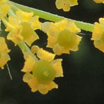 Pastinaca sativa subsp. pratensis - Pastinak