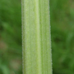 Pastinaca sativa ssp. pratensis - Pastinak