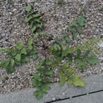 Pastinaca sativa ssp. pratensis - Pastinak