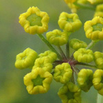 Pastinaca sativa subsp. urens - Pastinak