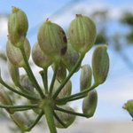 Pastinaca sativa ssp. urens - Pastinak