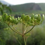 Pastinaca sativa ssp. urens - Pastinak
