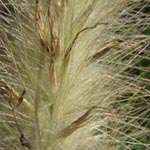Pennisetum villosum - Federborstengras