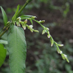 Persicaria hydropiper - Wasserpfeffer