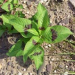 Persicaria lapathifolia subsp. brittingeri - Ufer-Ampfer-Knöterich