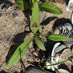Persicaria lapathifolia - Ampfer-Knöterich