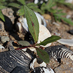 Persicaria lapathifolia - Ampfer-Knöterich