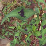 Persicaria lapathifolia subsp. lapathifolia - Gewöhnlicher Ampfer-Knöterich