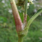 Persicaria lapathifolia subsp. pallida - Acker-Ampfer-Knöterich