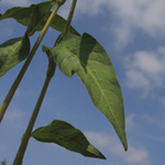 Persicaria lapathifolia subsp. pallida - Acker Ampfer-Knöterich