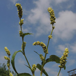 Persicaria lapathifolia ssp. pallida - Acker-Ampfer-Knöterich