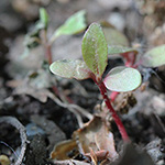 Persicaria maculosa - Floh-Knöterich