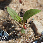 Persicaria maculosa - Floh-Knöterich