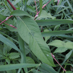 Persicaria pensylvanica - Pennsilvanischer Knöterich