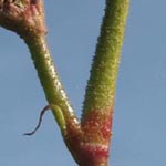 Persicaria pensylvanica - Pennsilvanischer Knöterich