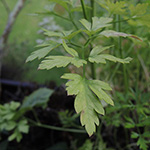 Petroselinum crispum - Petersilie