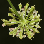 Peucedanum carvifolia - Kümmelblättriger Haarstrang