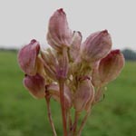 Peucedanum carvifolia - Kümmelblättriger Haarstrang