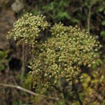 Peucedanum cervaria - Hirschwurz