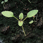 Phacelia campanularia - Glocken-Büschelschön