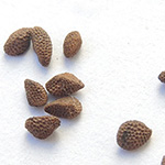 Phacelia divaricata - Kleines Büschelschön