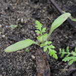 Phacelia tanacetifolia - Rainfarn-Phazelie