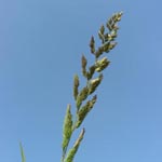 Phalaris arundinacea - Rohr-Glanzgras