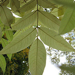 Phellodendron amurense - Amur-Korkbaum