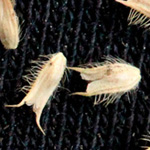 Phleum nodosum - Knolliges Lieschgras