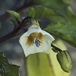 Physalis angulata - Kantige Blasenkirsche