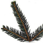 Picea abies - Gewöhnliche Fichte