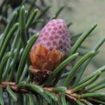 Picea abies - Gewöhnliche Fichte