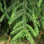 Picea orientalis - Orientalische Fichte