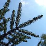 Picea orientalis - Orientalische Fichte