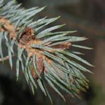 Picea pungens 'Glauca' - Blau-Fichte