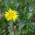 Picris echioides - Natternkopf-Bitterkraut