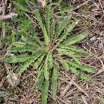 Picris hieracioides - Gewöhnliches Bitterkraut