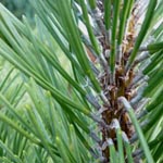 Pinus mugo - Berg-Kiefer