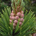 Pinus mugo - Berg-Kiefer