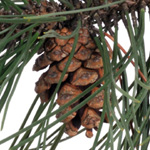 Pinus nigra - Schwarz-Kiefer