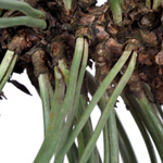 Pinus nigra - Schwarz-Kiefer