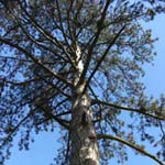 Pinus nigra var. maritima - Korsische Schwarz-Kiefer