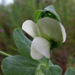 Pisum sativum ssp. sativum - Garten-Erbse