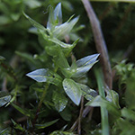 Plagiomnium affine - Verwandtes Kriechsternmoos
