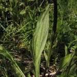 Plantago lanceolata - Spitz-Wegerich