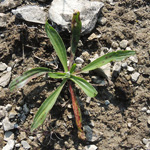 Plantago lanceolata - Spitz-Wegerich